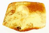 Fossil Black Fly (Simuliidae) In Baltic Amber - Blood Feeding Female #275436-1